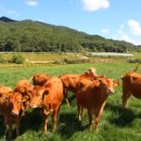 명품횡성한우가 이미지