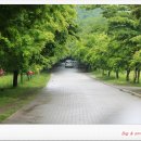 백양사진입로 이미지