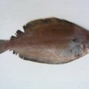 가재미로 이미지