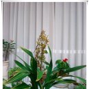 향기담기 이미지