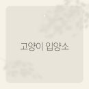 고양이입양소