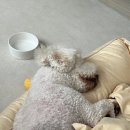 준펫살롱 이미지