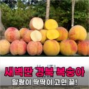 새벽알유통 | 딱딱이파 vs 말랑이파 고민 해결! 새벽딴 경북 복숭아 4kg 솔직 후기
