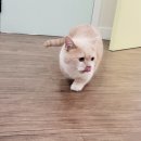 묘랑 고양이 전문호텔 이미지