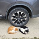 일구사슴농장 이미지