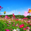 코스모스 이미지