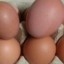 양계장농장 이미지