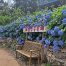 (화요힐링여행) 6월 30일 땅끝마을 수국명소 해남포레스토수목원 수국축제 &amp; 강진 보은사 V랜드 이미지