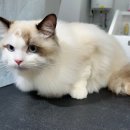 숲냥숲냥 이미지