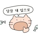 꼬치마요송도