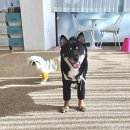 우다다댕산 | 우다다댕산: 대전에서 가장 편안한 반려동물 안식처