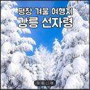 천지산악회 2월 1일 (토) 제242차 정기산행 (선자령) 이미지