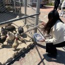 까치말진돗개농장 | 강릉 쌍둥이동물농장 먹이체험 입장료 주차 사자 호랑이