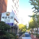 백송 이미지
