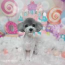 다정한 개아빠 이미지