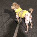 Big Dog(빅독) 이미지