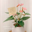 햇살다육꽃사랑 이미지