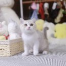 미니펫 강아지분양 고양이분양 수원점 이미지