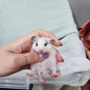 햄스터분양 베이비초롱 이미지