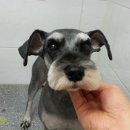 요크독애견샵 이미지