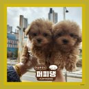 퍼피댕 강아지분양 안심분양소 광명점 말티푸 미니비숑 토이푸들 이미지