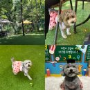 가까운숲 | [공지] [시흥애견카페 추천] 부천에서 가까운 시흥 숲속 애견카페 내돈내산 솔직 후기 '영화산장 애견카페'