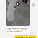 아리엘언니 이미지