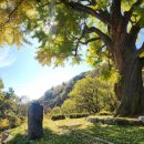 천과나무 이미지