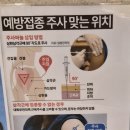 8개월 임산부 백일해주사(Tdap)맞고 온 후기!!안산 백일해주사 내과추천!!