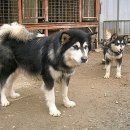 밀목애견 이미지