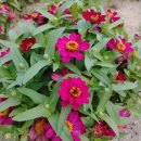 부남초등학교 이미지