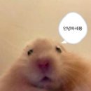 디스플레인 이미지