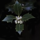 향기나무 이미지