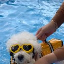 해피데이애견 이미지