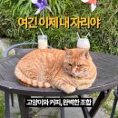 손커피연구소 | 화성 카페 추천 고양이랑 커피 한잔, 손커피연구소 화성남양점