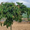 죽산농장 이미지