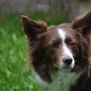 펫밀리즈 네이버블로그