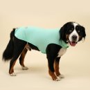 도그엔젤 이미지