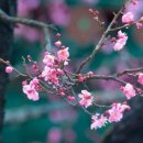 설레임꽃