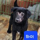 [함안보호소 유기견] 온몸 피부병 범벅 3남매를 도와주세요.. (목표금액 450만원)ㅠㅠ 이미지