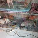 고양이주택 이미지