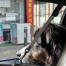 강아지당 | 차쟁이 아빠의 솔직한 대형견 강아지 카시트 필요성과 후기