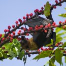 니파 바이러스(Nipah Virus) 이미지