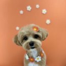 두리베어 이미지