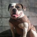 아델리오 이미지