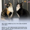 마성의냥이
