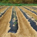 금산흥농 이미지