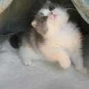 캣초딩 고양이분양 김포구래점 이미지