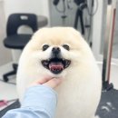 코코몽드 이미지