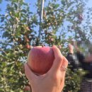 알토란사과체험마을 이미지